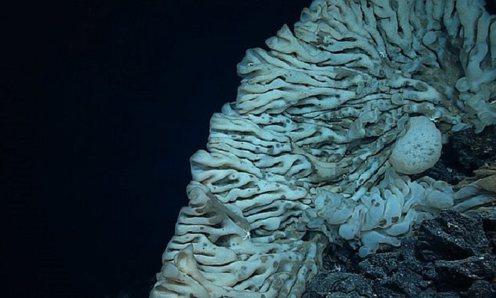 Sea sponge the size of a minivan discovered in ocean depths off Hawaii